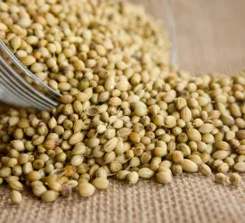 coriander