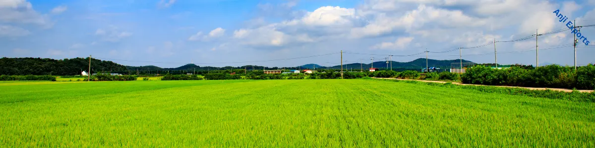 rice field