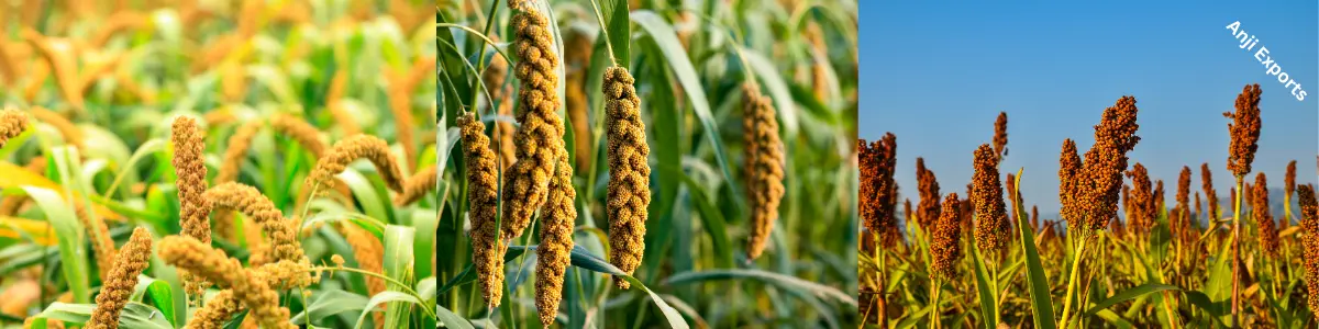 millet crop
