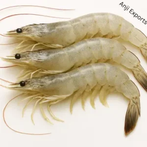 Shrimp